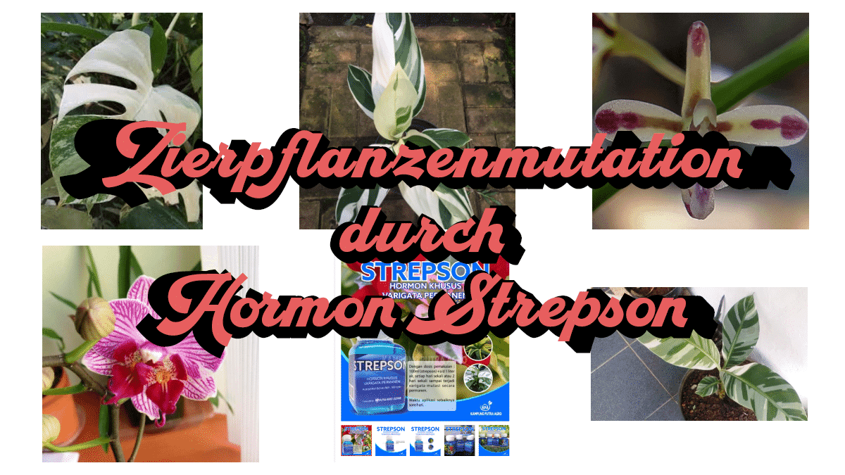 Ornamental Plant Mutations Caused by the Hormone Strepson
