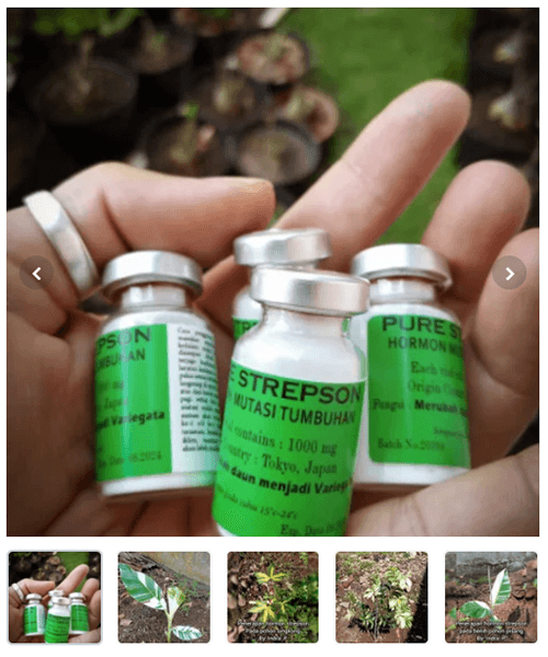 Hormone strepson in Bukalapak