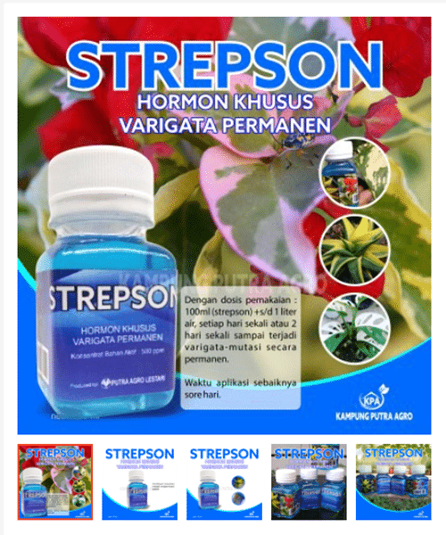 Hormone strepson at Shopee